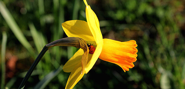 Osterglocke hinter deren Blüte sich ein Marienkäfer versteckt