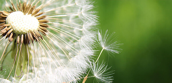Pusteblume