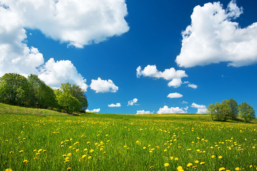 Wiese mit Blumen und blauem Himmel